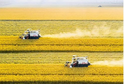 麻城市2022年GDP分析 與百強(qiáng)縣的距離及農(nóng)牧飼料產(chǎn)業(yè)發(fā)展