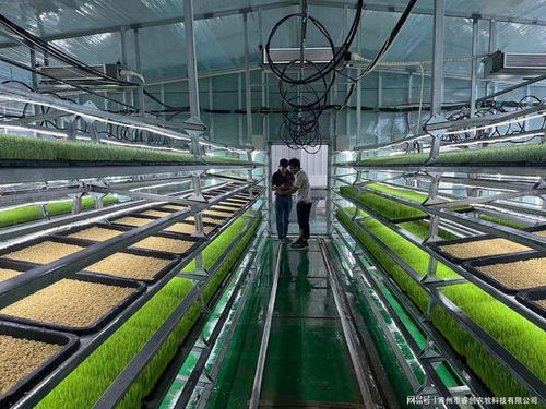 水培牧草 開啟高效、營養、健康的畜牧業優質飼料新時代