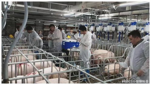 273.32億元，增長5.4% 畜牧漁業(yè)飼料銷售穩(wěn)健增長的動(dòng)力與展望