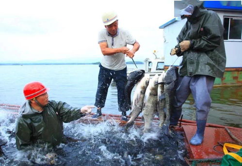 水產(chǎn)養(yǎng)殖助力鄉(xiāng)村振興 長壽之鄉(xiāng)貴州印江、湖北鐘祥、貴州赤水的實(shí)踐探索與飼料銷售新機(jī)遇