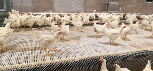 肉雞產業再添新花 全產業鏈視角下的畜牧漁業飼料銷售新機遇