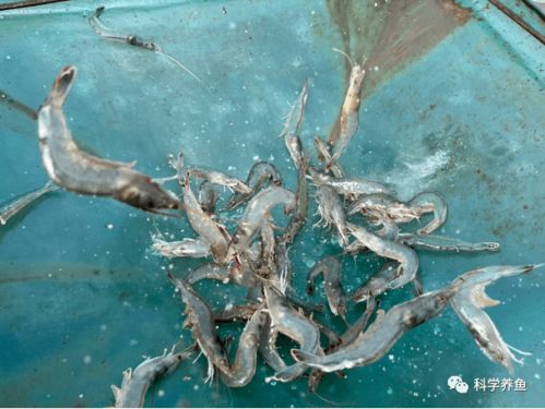 如東小棚秋茬白對(duì)蝦養(yǎng)殖,平均單棚產(chǎn)量2725斤,單棚凈利潤(rùn)高達(dá)46250元,在他看來(lái)養(yǎng)蝦并不難 水質(zhì) 飼料 七好