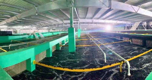 農(nóng)業(yè)農(nóng)村部再提水產(chǎn)綠色養(yǎng)殖,海璟水產(chǎn)以技術(shù)推動目標(biāo)實現(xiàn)