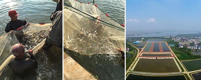 千龍湖鲌魚養(yǎng)殖基地