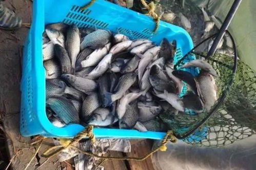 養(yǎng)鯽魚(yú)用粵海肝腸舒,好效果看得見(jiàn)