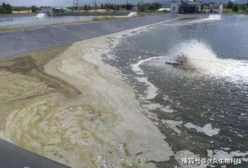 水產養殖丨池塘出現大量泡沫,該怎么辦