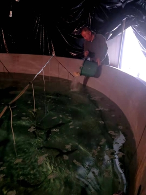 市海洋與漁業(yè)研究院?jiǎn)?dòng)大黃魚&ldquo;甬岱1號(hào)&rdquo;新品種種苗擴(kuò)繁工作