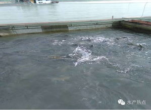 瘦身魚會是水產(chǎn)養(yǎng)殖的未來發(fā)展方向嗎