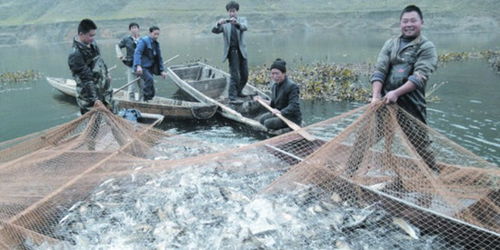 水產(chǎn)養(yǎng)殖技術(shù)推廣中的困難與對策分析