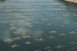 水產(chǎn)養(yǎng)殖的市場(chǎng)前景