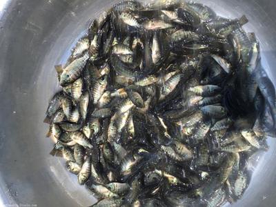 【羅非魚苗,羅非魚苗批發,羅非魚苗價格】價格,廠家,鯧魚