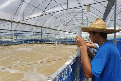 三名80后投資帆布工廠化養蝦,不換水、零排放,畝產3300斤!