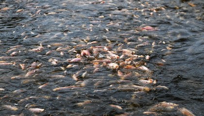 海口美蘭:農(nóng)業(yè)新質(zhì)生產(chǎn)力澆開鄉(xiāng)村振興之花