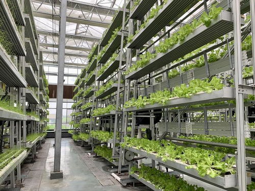 魚菜共生ai工廠 養(yǎng)魚不換水 種菜不施肥