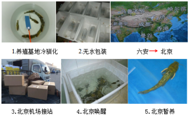 【經(jīng)典案例】水產(chǎn)品無水活運技術集成應用案例