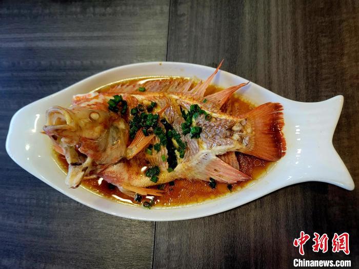 海口探索&ldquo;咸淡水紅鯛魚&rdquo;養(yǎng)殖新賽道 市場供不應求