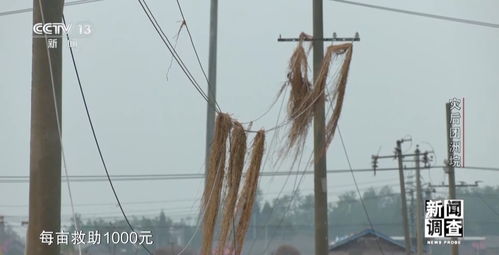 新聞?wù){(diào)查丨從受災(zāi)到重建 湖南團洲垸復(fù)工復(fù)產(chǎn)情況如何