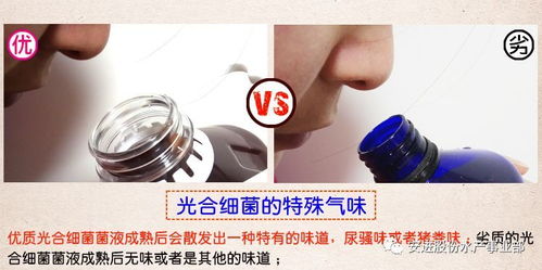 光合細菌在水產養(yǎng)殖上的應用小結