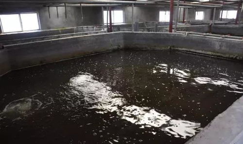 加州鱸工廠化養(yǎng)殖成活率達95 ,他是有什么秘訣嗎