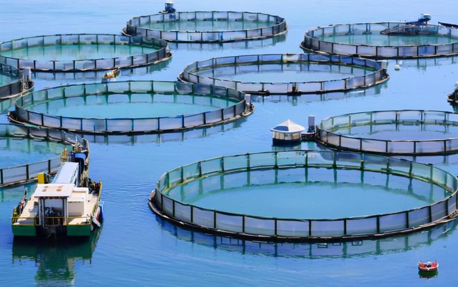 湖北依琪農研:生態(tài)甲魚養(yǎng)殖技術的創(chuàng)新實踐與產業(yè)升級