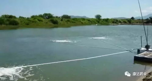 康潔r原創(chuàng)告訴您 池底缺氧的七大原因及防護措施